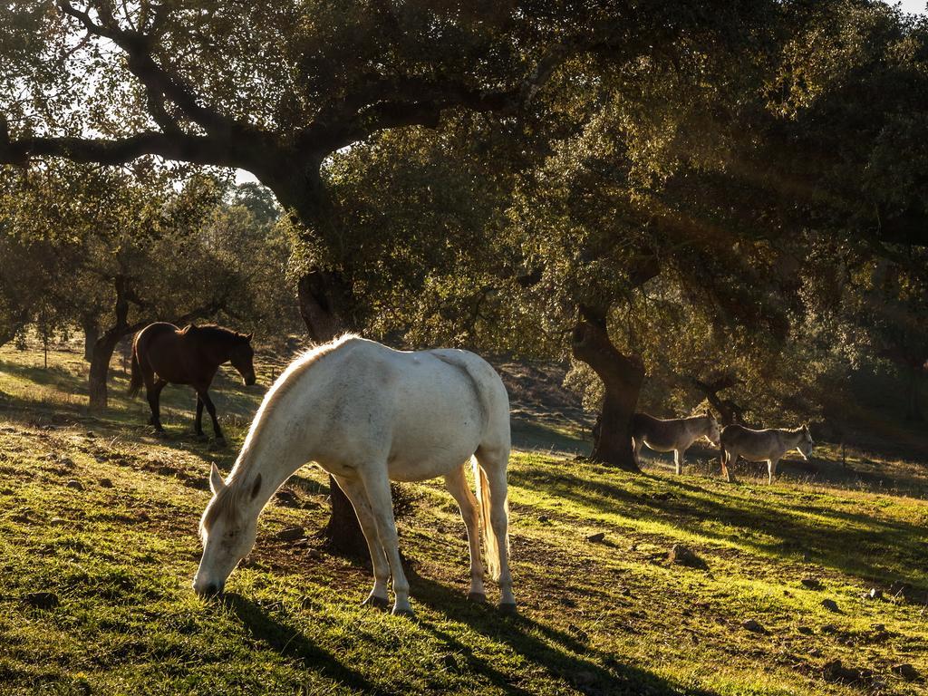 Parque De Natureza De Noudar Barrancos Εξωτερικό φωτογραφία